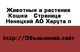 Животные и растения Кошки - Страница 3 . Ненецкий АО,Харута п.